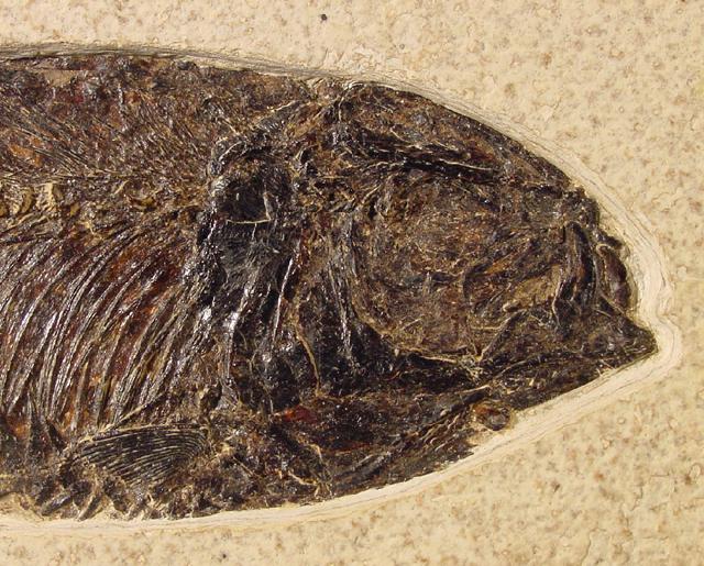 Knightia eocaena JORDAN 1907 - Bild © FossNet FossilienStore